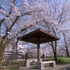 山崎川の桜並木２