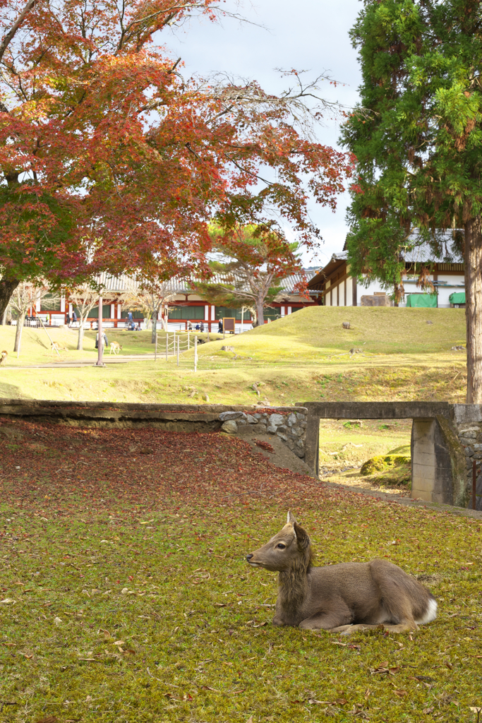 紅葉と鹿