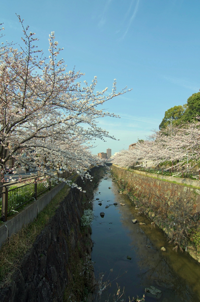 山崎川の桜並木１