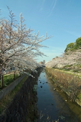 山崎川の桜並木１