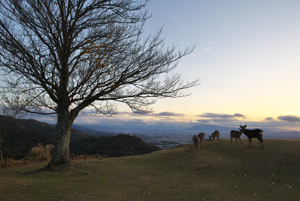 若草山山頂