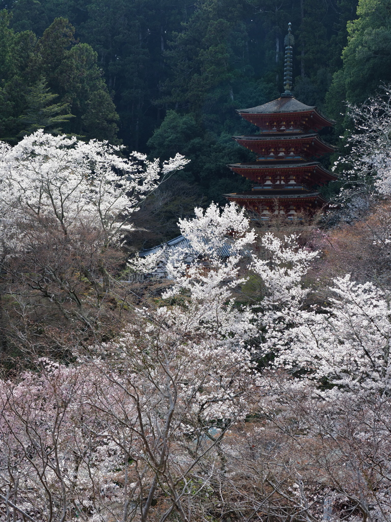 長谷寺②