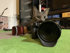 フォトグラファー