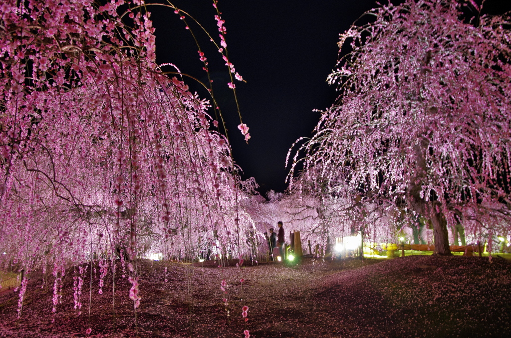 鈴鹿の森３