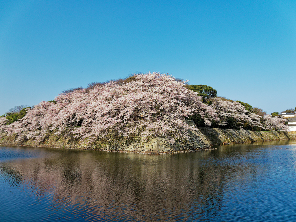 桜鏡