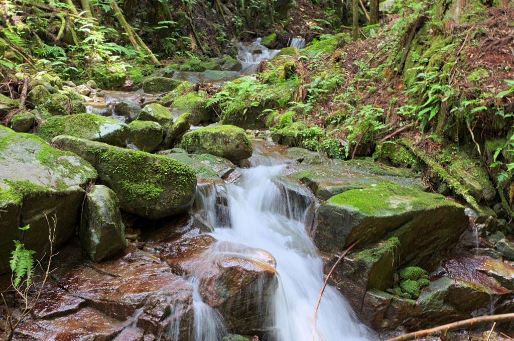 魚留の滝への山道にて