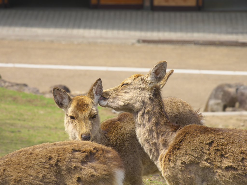 毛づくろい