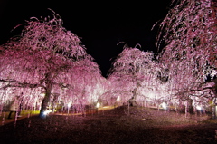 鈴鹿の森