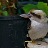 ワライカワセミ