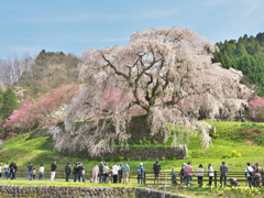 又兵衛桜①