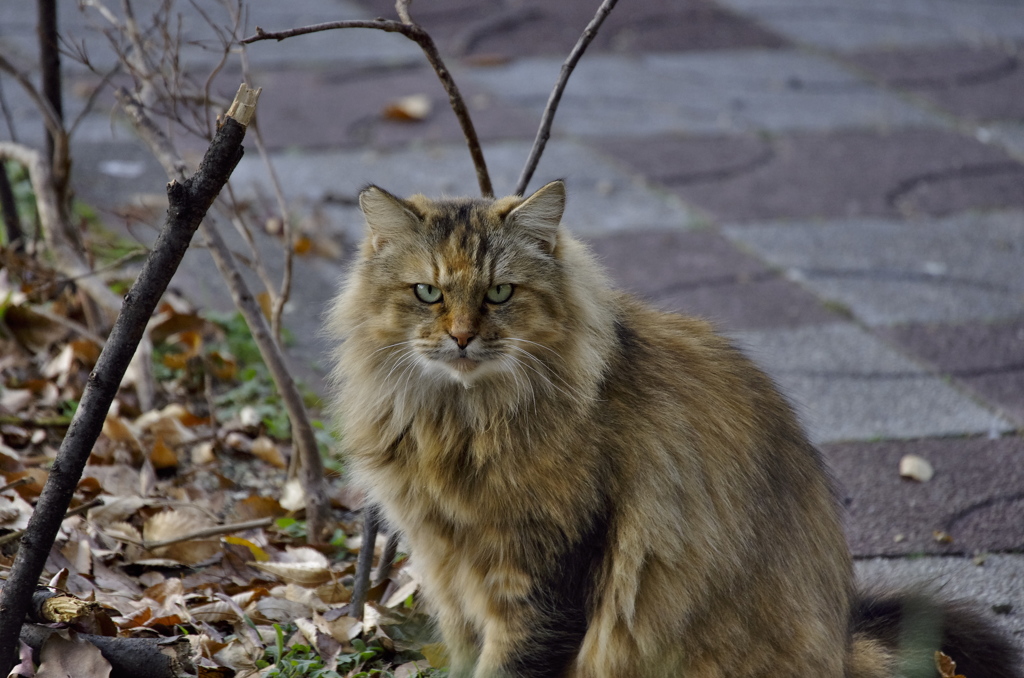 地域猫