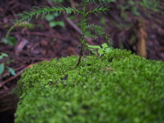 武甲山の苔生した石の上