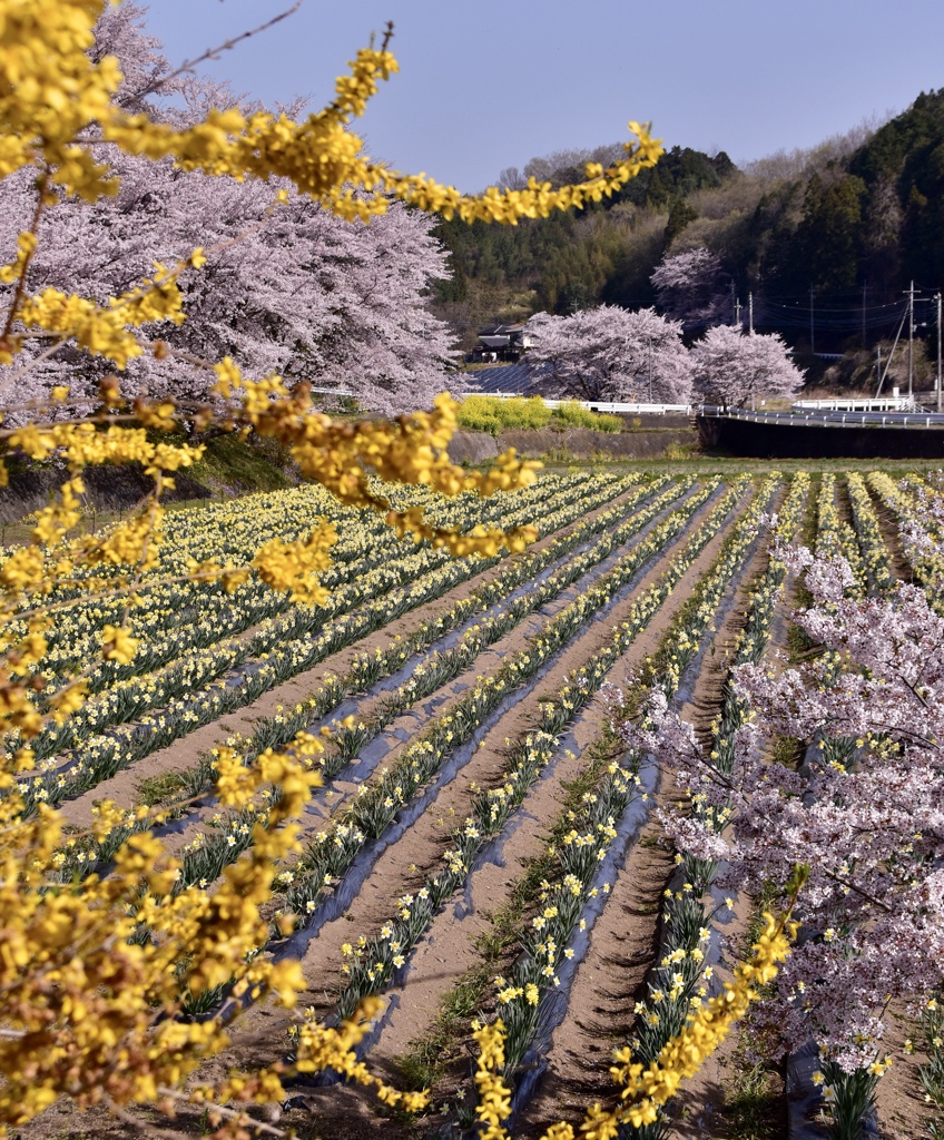 春の彩り
