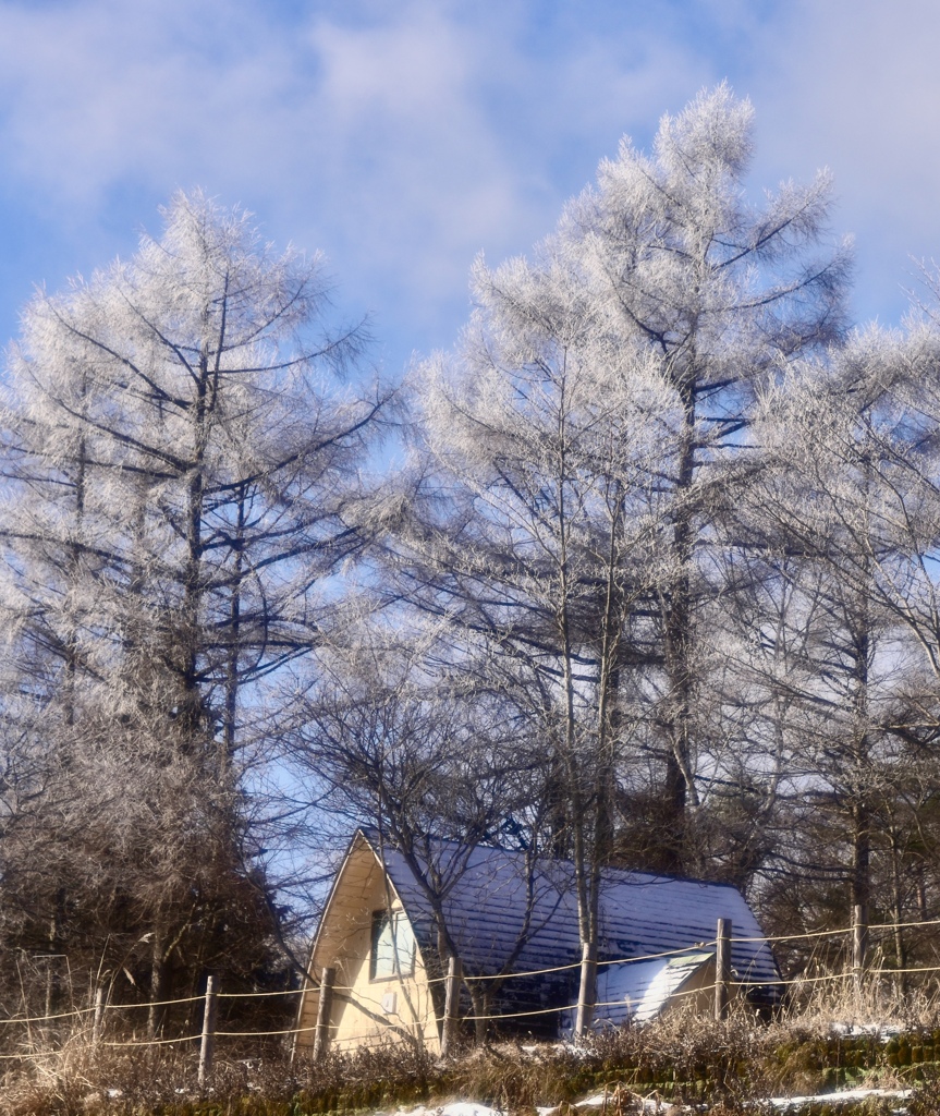 雪化粧