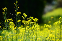 菜花