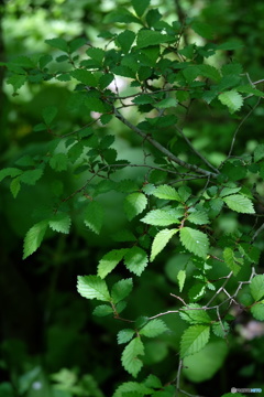 新緑の時期の木の葉