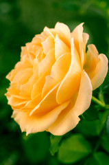 There is a yellow rose.