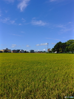 実り