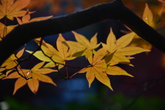 紅葉