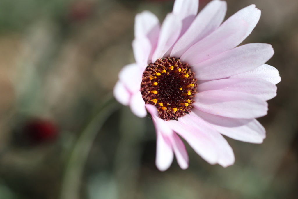 花　１
