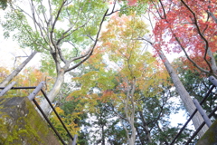 紅葉　4