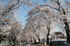 桜　5