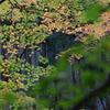 紅葉　3