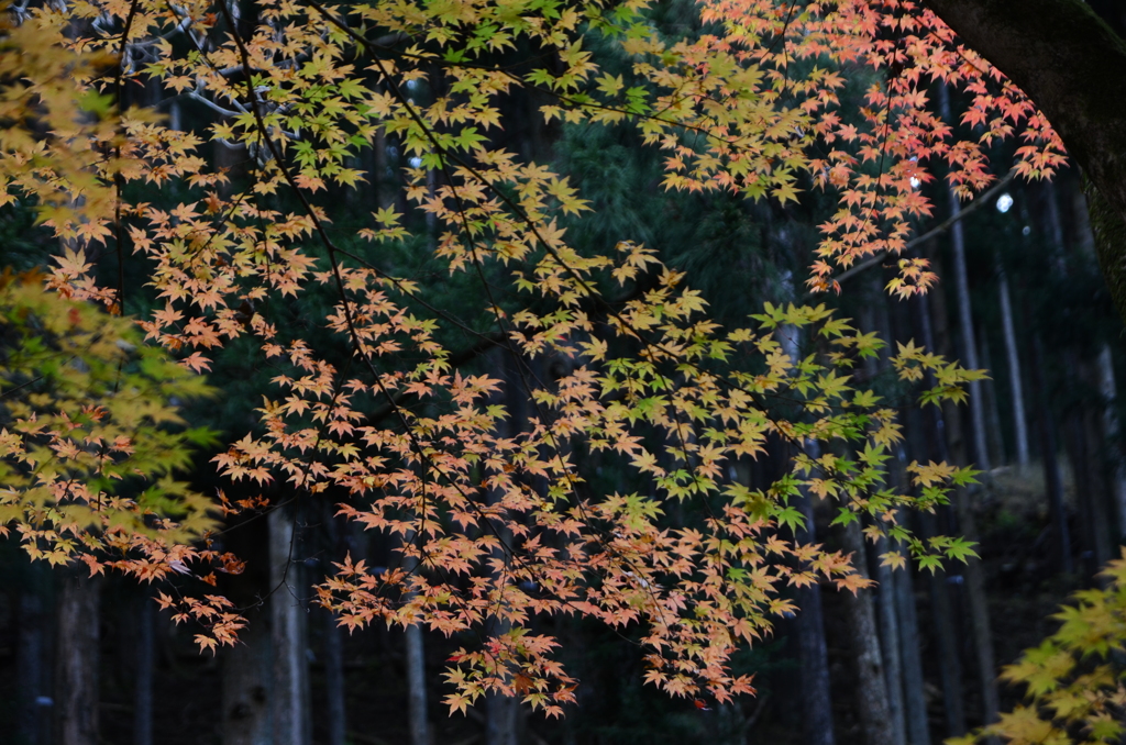 紅葉　2