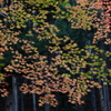 紅葉　2