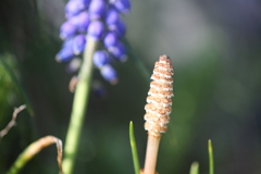 春