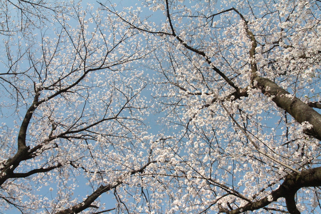 桜　3