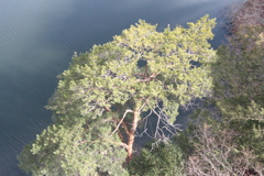Iダム湖の松