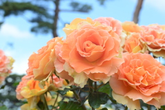 薔薇　７