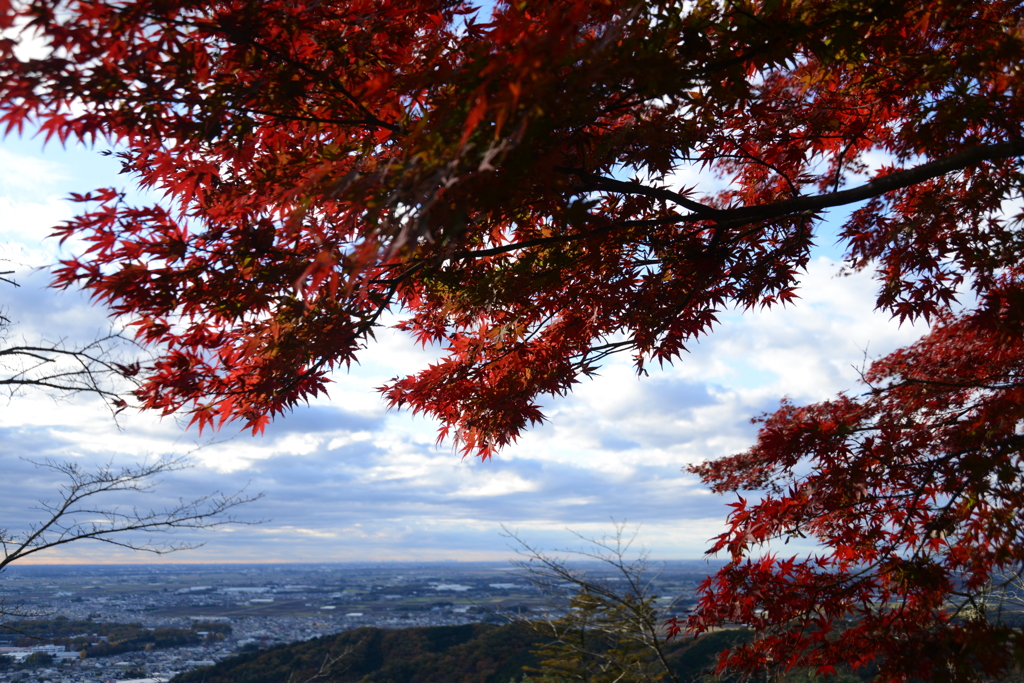 紅葉