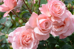 薔薇　６