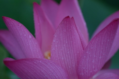 蓮　７