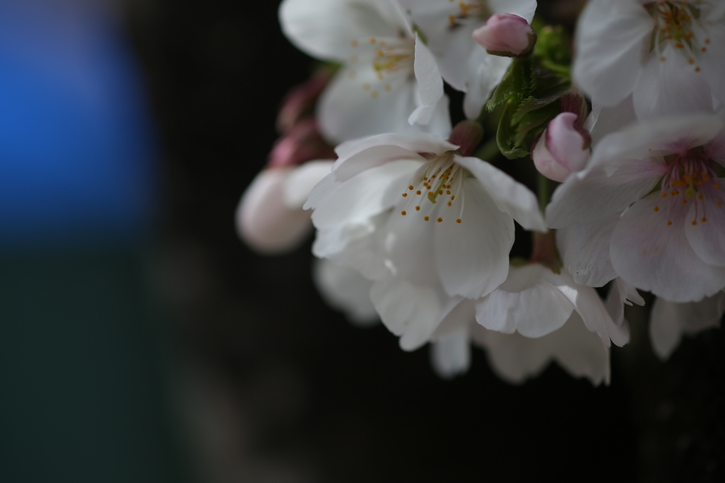 桜　1