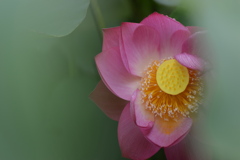 蓮　６