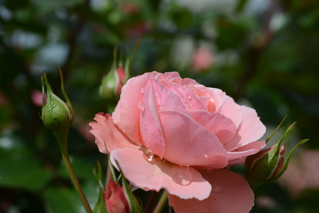 薔薇　５