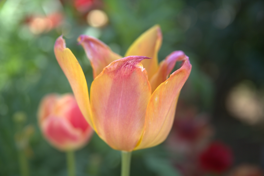 花3
