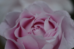 薔薇　３