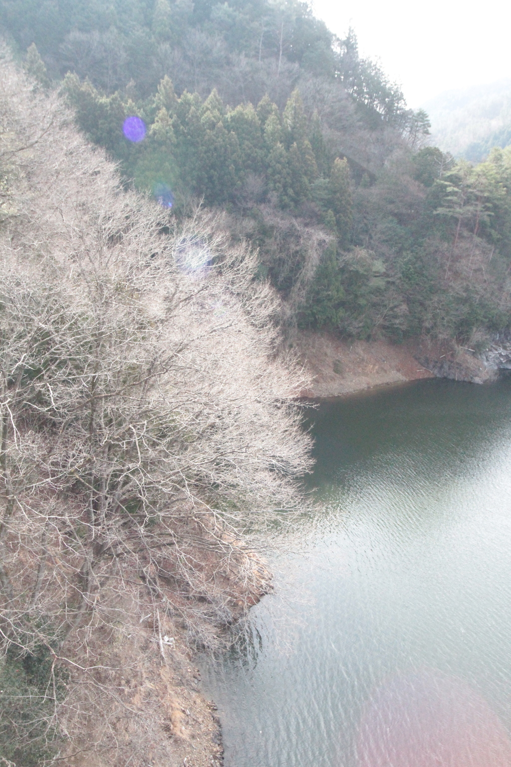 春待つ樹々