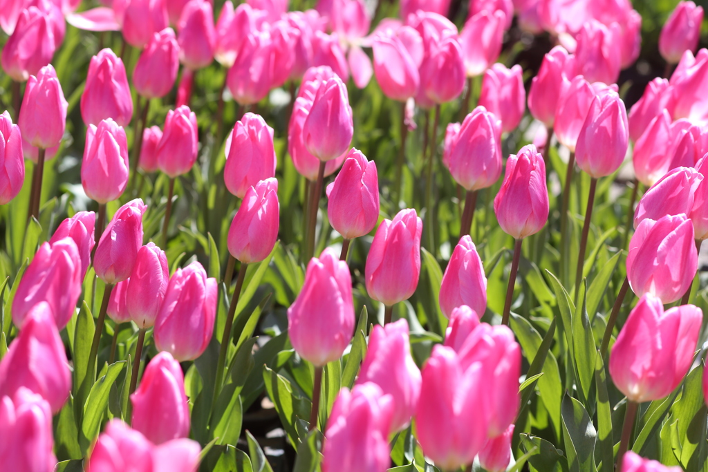 チューリップ　５