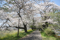 桜道