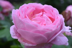 薔薇　９
