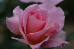 薔薇　４