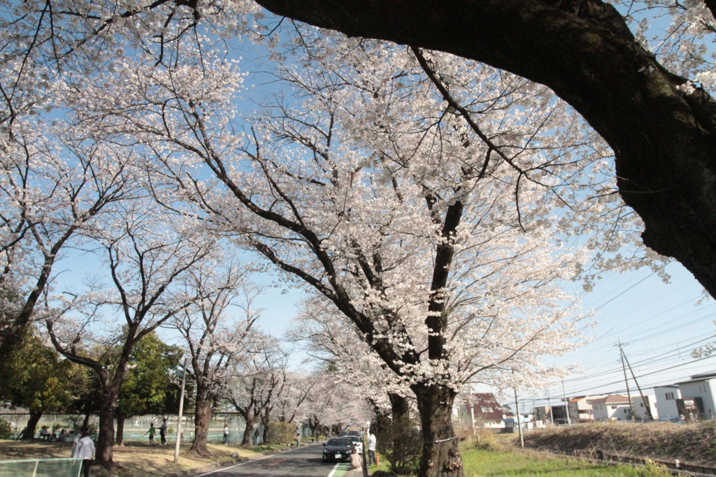 桜　4