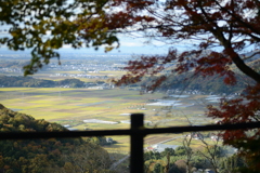 紅葉　5