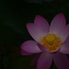 蓮　４