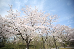 桜